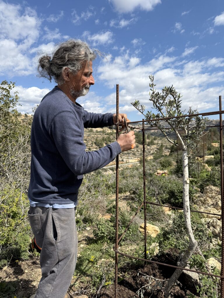 A man in a blue shirt ties tree to a stake.
