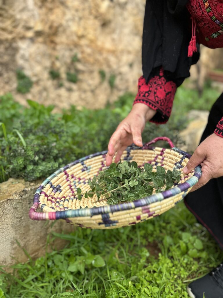 A woman's arms are seen carrying a basket holding harvested greens.